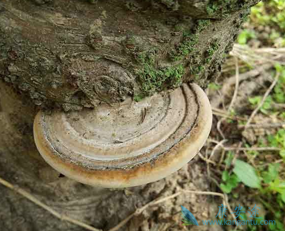 治疗肺癌的偏方 治疗肺癌的偏方