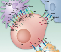 ���ߵĳ�����Ⱥ��Ӱ��PD-1/PD-L1��������Ч��