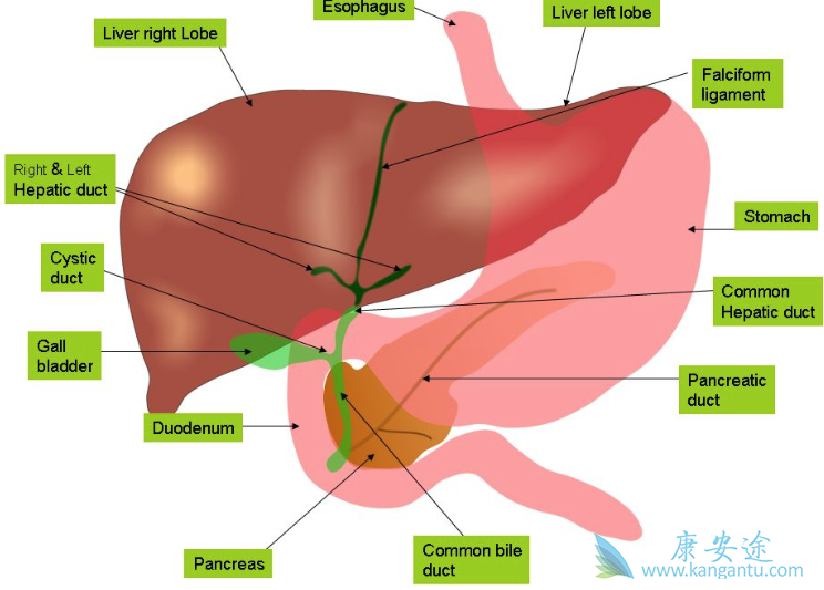 丙肝的症状有哪些 丙肝的症状有哪些