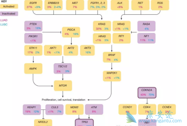 肺癌鳞癌 肺癌鳞癌