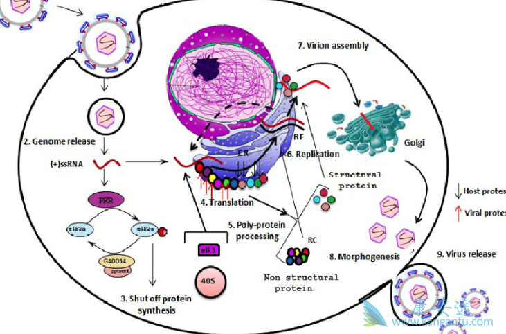 丙肝是什么病 丙肝是什么病