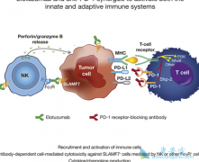 PD-1��PD-L1����ҩ����ڶ����ڻ���ϣ��