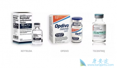 PD-1/PD-L1���Ƽ�չ������Ǳ����ȡ�õľ޴�ɹ�