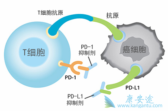 PD-1抑制剂 PD-1抑制剂