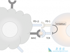 ΪʲôPD-1���Ƽ�����Щ���߲������ã�