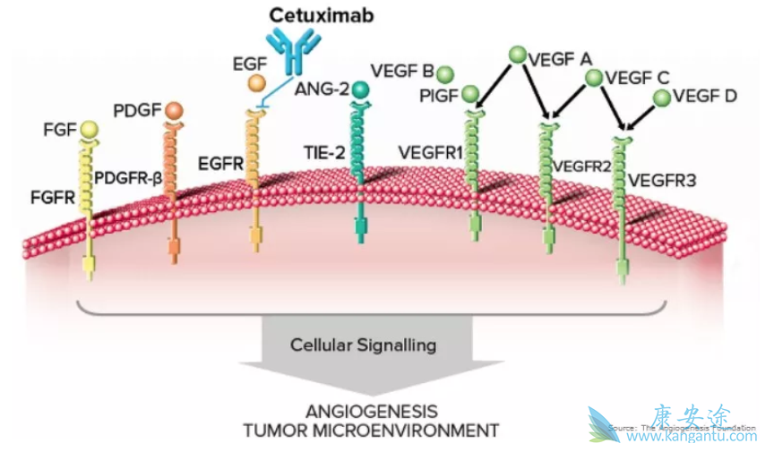 西妥昔单抗 西妥昔单抗