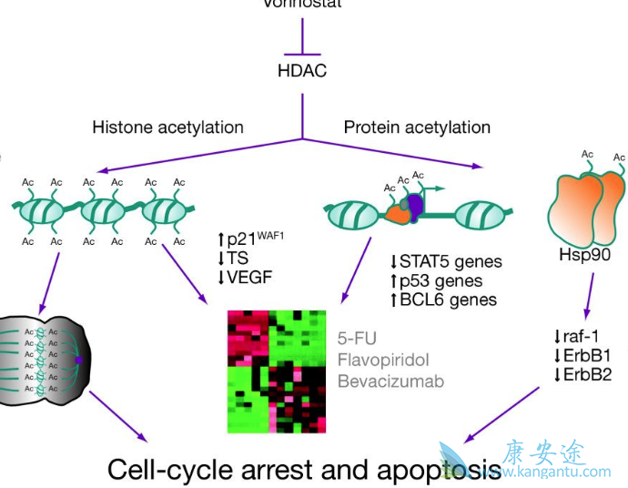 伏立诺他 伏立诺他