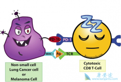 ΪʲôPD-1���Ƽ��������ƶ��ٶ���������