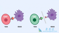 PD-1���Ƽ�����Ч�ʿ�����Tϸ�������CD28Ӱ��