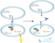 PD-L1���Ƽ�Tecentriq�����о�����ҽ�������Ƽ�