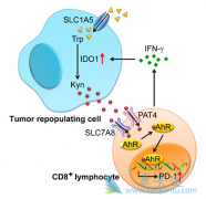 PD-1����Keytruda�뻯���������Ƽ���೤ʱ��Ч����