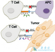 CAR-Tϸ���Ʒ����ƶ�ͯ��Ѫ���ѽ����ٴ�����׶�