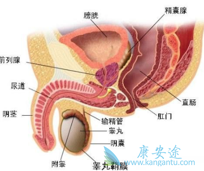 前列腺癌症 前列腺癌症