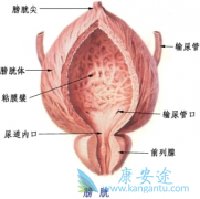 ���������֢״С���ǰ��װ�֢״