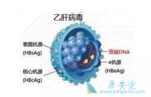 乙肝病毒传播途径 乙肝病毒传播途径