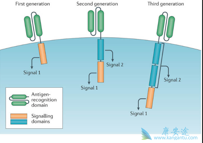 CART细胞治疗 CART细胞治疗