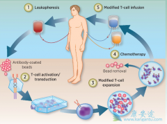 FDA��׼������CARTϸ�������Ʒ��۸�ʮ�ְ���