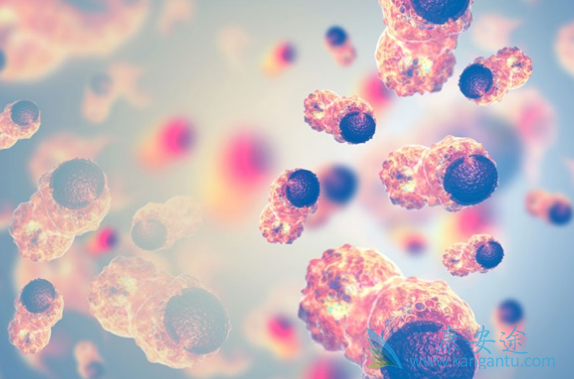 急性骨髓性白血病 急性骨髓性白血病