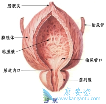 膀胱癌症状 膀胱癌症状