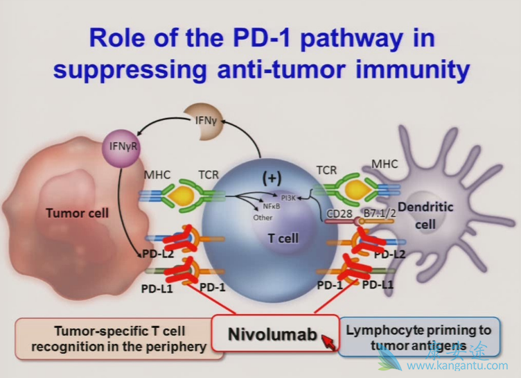 免疫检查点抑制剂 免疫检查点抑制剂