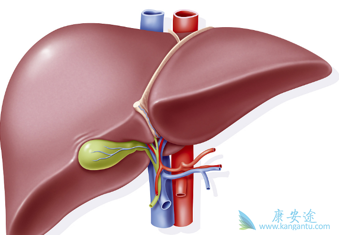 肝细胞癌 肝细胞癌