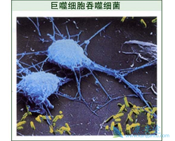 巨噬细胞 巨噬细胞