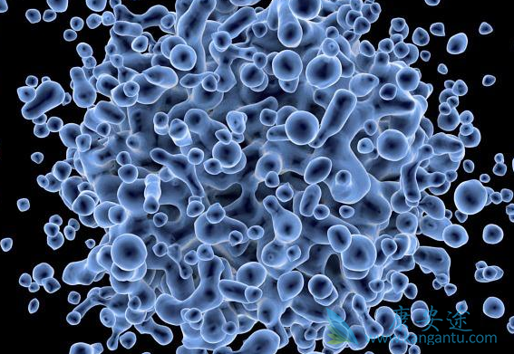 阿法替尼 阿法替尼