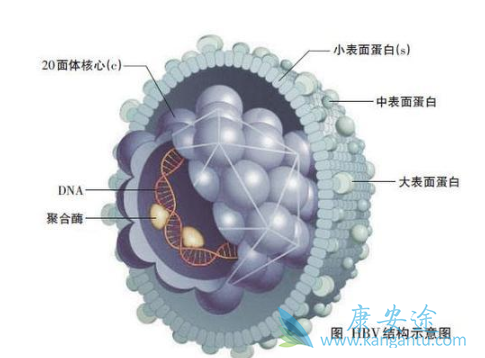 乙肝病毒携带者 乙肝病毒携带者