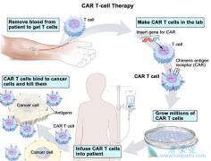 ҩ����ŵ��˾������CD19Ϊ�е��CAR-T��Ʒ�з�