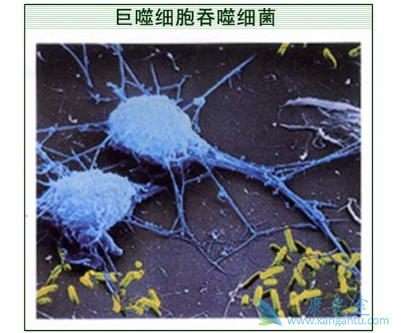 ����ϸ��