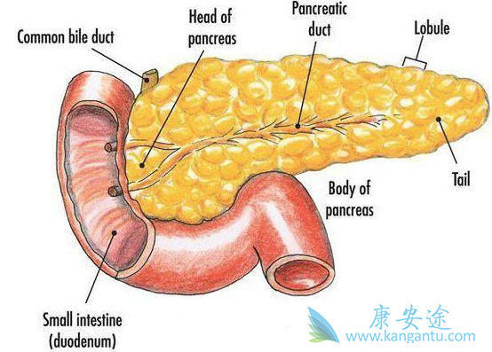 胰腺癌的治疗 胰腺癌的治疗