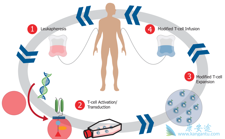 CAR-T细胞疗法 CAR-T细胞疗法