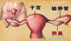 ��ά͡(Avastin)Ϊ�ѳ��������ƴ������·���