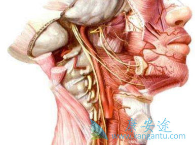 纳武单抗 纳武单抗