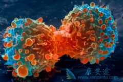 ӡ�ȶ༪��(SORAFENAT)��л�����м��֣��������й�ģ�