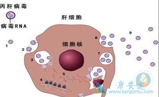 丙肝病毒 丙肝病毒