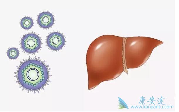 丙型肝炎病毒 丙型肝炎病毒