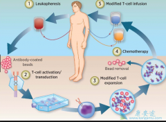 ��ϵͳ������Ӧ�ǳ�����CAR-T���Ƹ�����֮һ