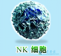 ���߼��������������е����� NKϸ�����������Ƶ���ϣ��