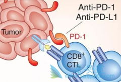 ����PD-L1�߱���Ļ���PD-1���Ƽ�������Щ���͵Ļ�����Ч