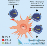 ����PD-L1���������ķ����(Keytruda)���ܽ������ں�ɫ������������