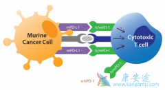 ���䵥��(Nivolumab)����ƥ��������������������������������