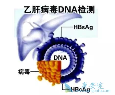乙肝五项指标 乙肝五项指标