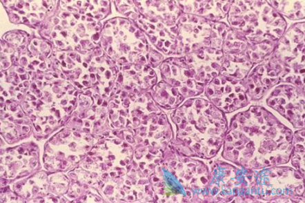 ����֯����