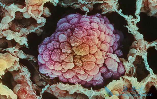 克唑替尼 克唑替尼