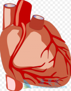 ��������ʹ�ò���̹(Bosentan)��ʹ���ߵ��Ĺ��ܱ����ȶ�