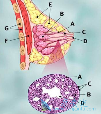拉帕替尼 拉帕替尼