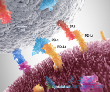 Ϊʲô���䵥��/ŷ�����ܳ�Ϊ�ҹ���һ�����е�PD-1���Ƽ�