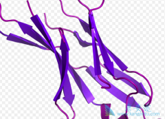 PD-L1����Tecentriq����Щ��֢��������Ӧ��