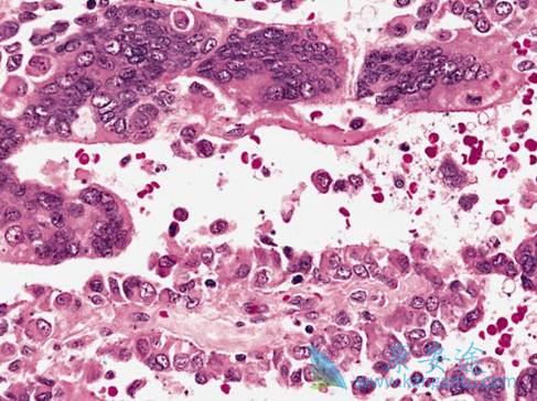 ����֯����